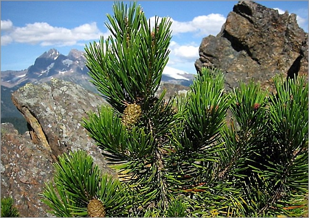 Вы можете саженцы рассмотренных видов в нашем питомнике